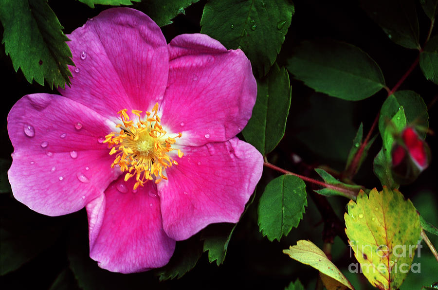 Jasper - Wild Rose 1 Photograph by Terry Elniski