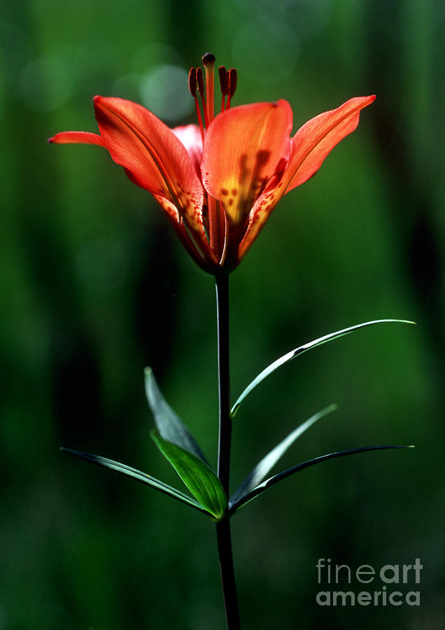 Jasper - Wood Lily 1 Photograph by Terry Elniski