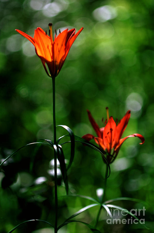 Jasper - Wood Lily 2 Photograph by Terry Elniski
