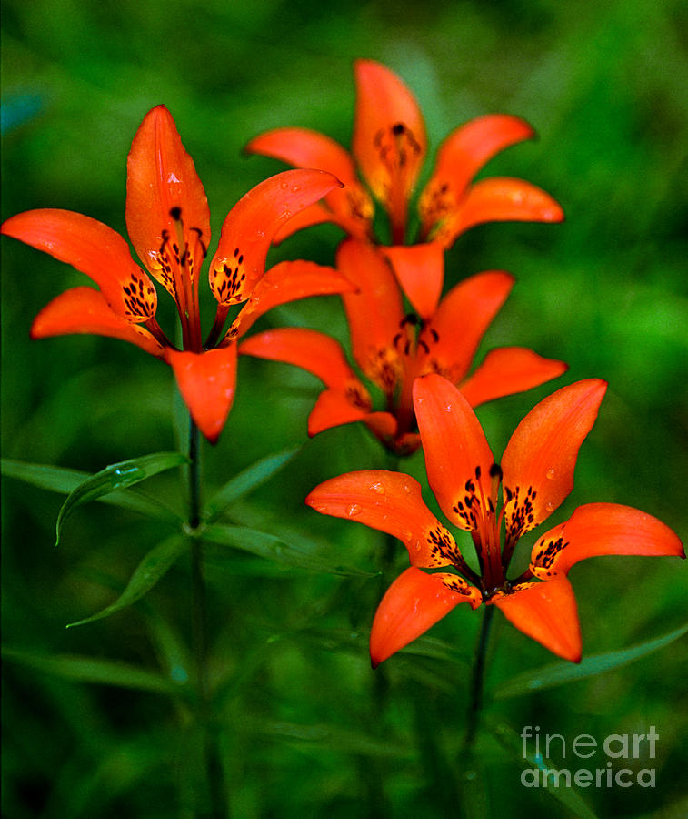 Jasper - Wood Lily 3 Photograph by Terry Elniski