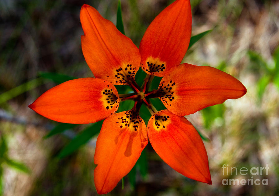 Jasper - Wood Lily Wildflower 4 Photograph by Terry Elniski