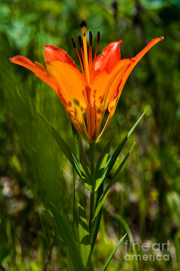 Jasper - Wood Lily Wildflower 5 Photograph by Terry Elniski
