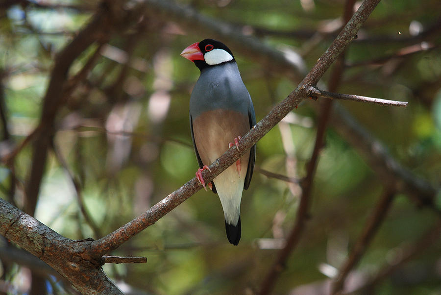 Java Sparrow Photograph by Perry Van Munster