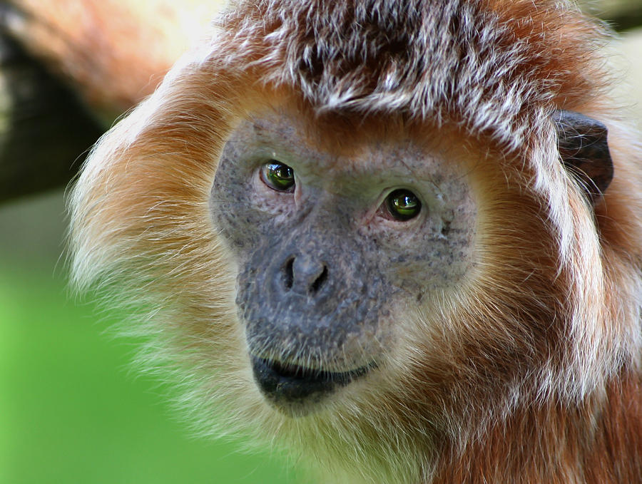 Monkey Photograph - Javanese Langur by Julie L Hoddinott