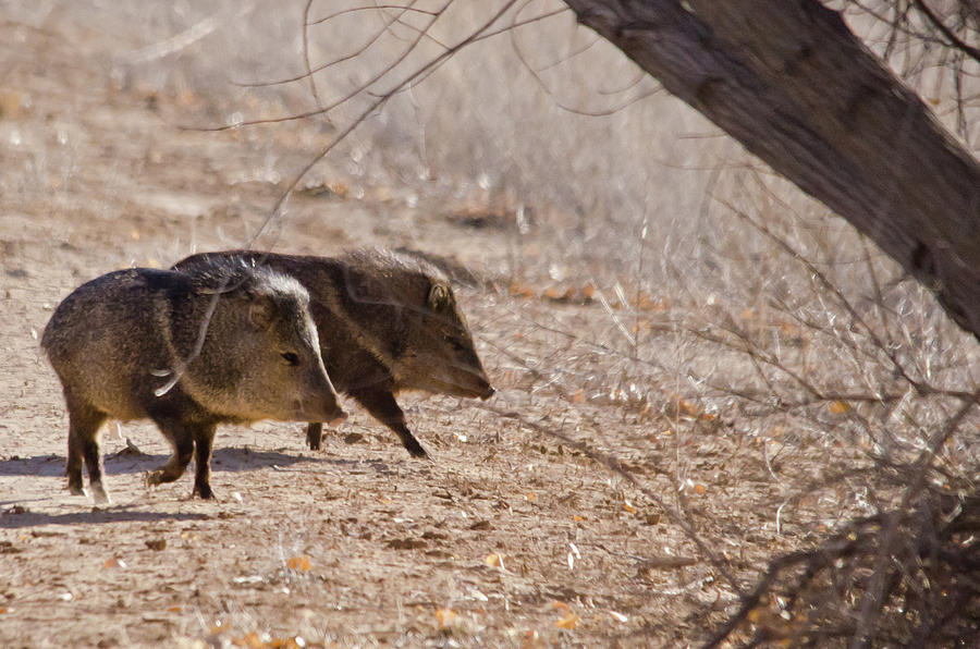 Javelinas in a Hurry Photograph by Harry Strharsky