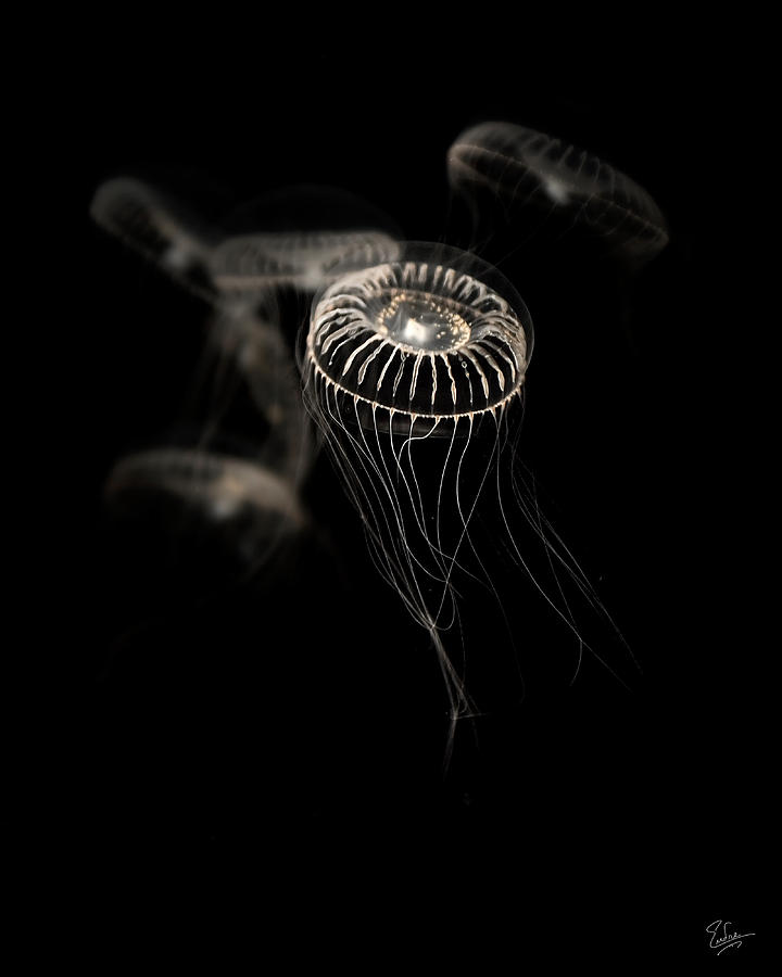 Jellies Photograph by Endre Balogh