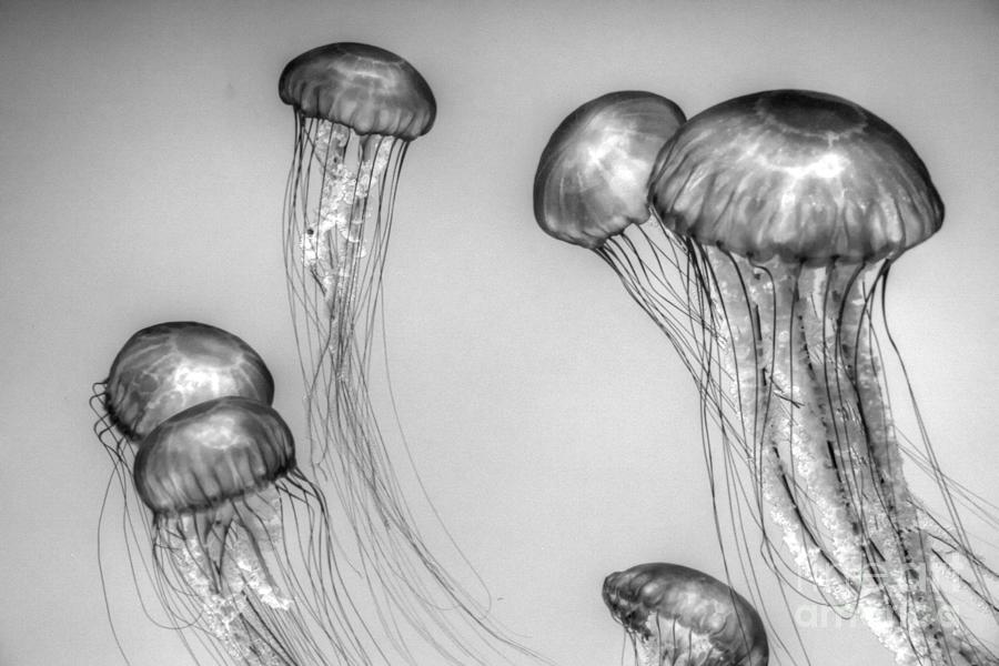 Jellyfish in Black and White Photograph by Tap On Photo