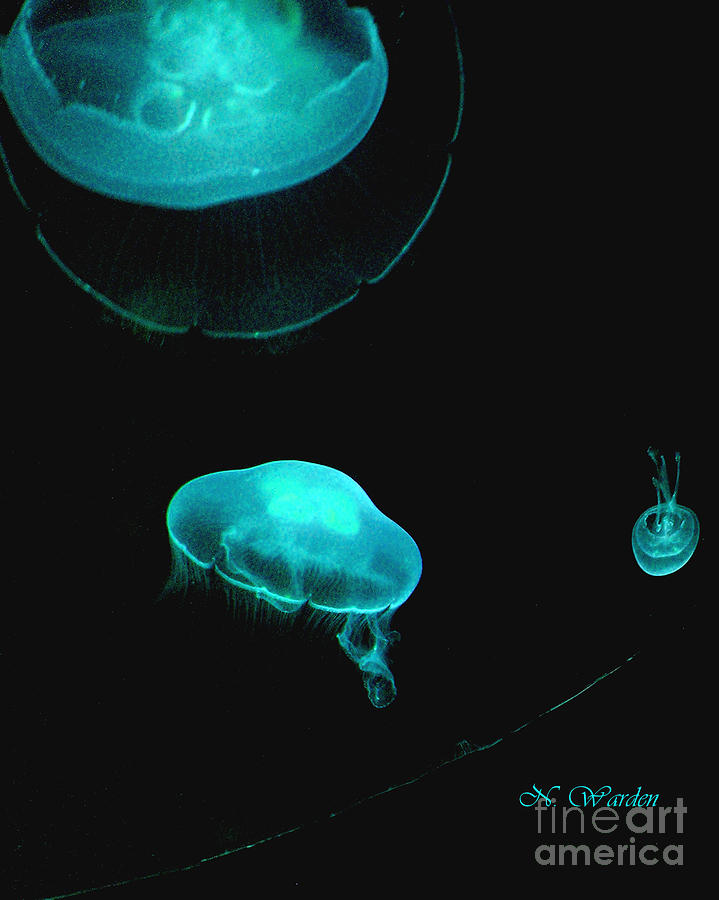 Jellies in the Abyss Photograph by Norma Warden