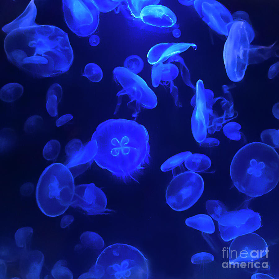 Jellies Photograph by Maria Aiello - Fine Art America