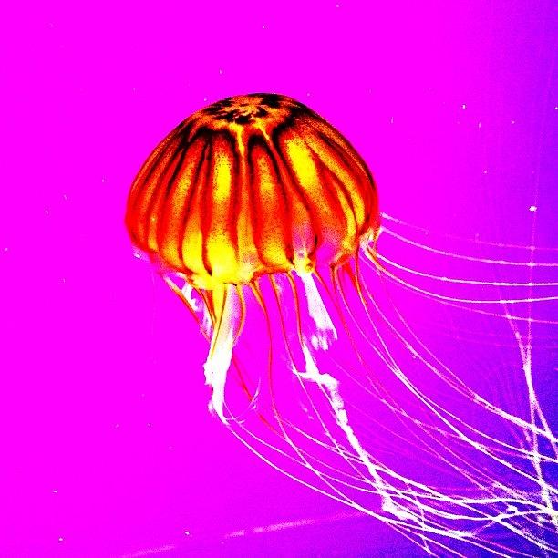 Chicago Photograph - Jellin #jellyfish #jelly #shedd by David Sabat
