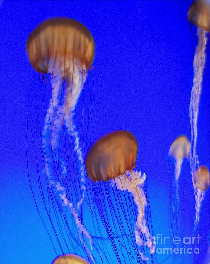 Jelly Fish Photograph by Carol  Bradley