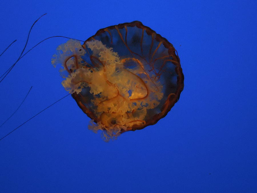 Jelly Fish Photograph by Chad and Stacey Hall