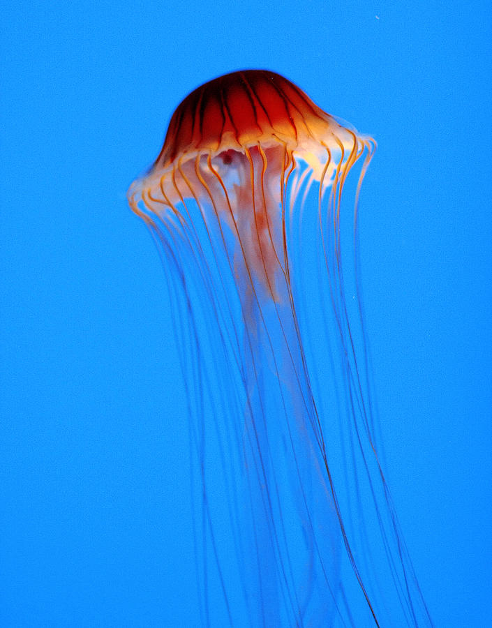 Jelly Fish Photograph by Mike Flynn