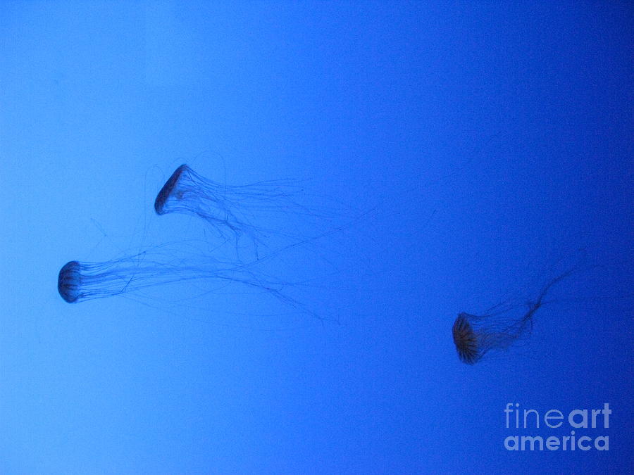 Nature Photograph - Jelly Fish Swimming by Ausra Huntington nee Paulauskaite