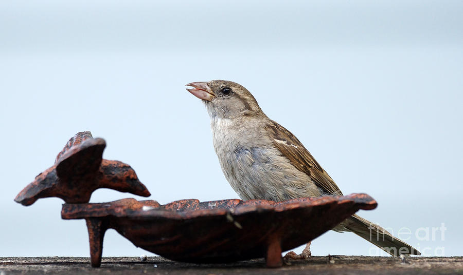 Bird Photograph - Jelly lover by Lori Tordsen