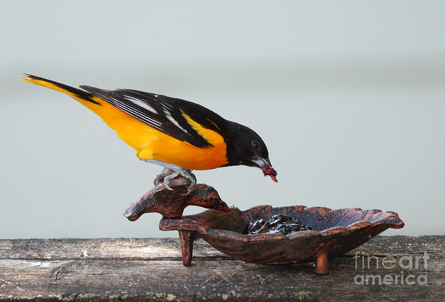 Bird Photograph - Jelly time by Lori Tordsen