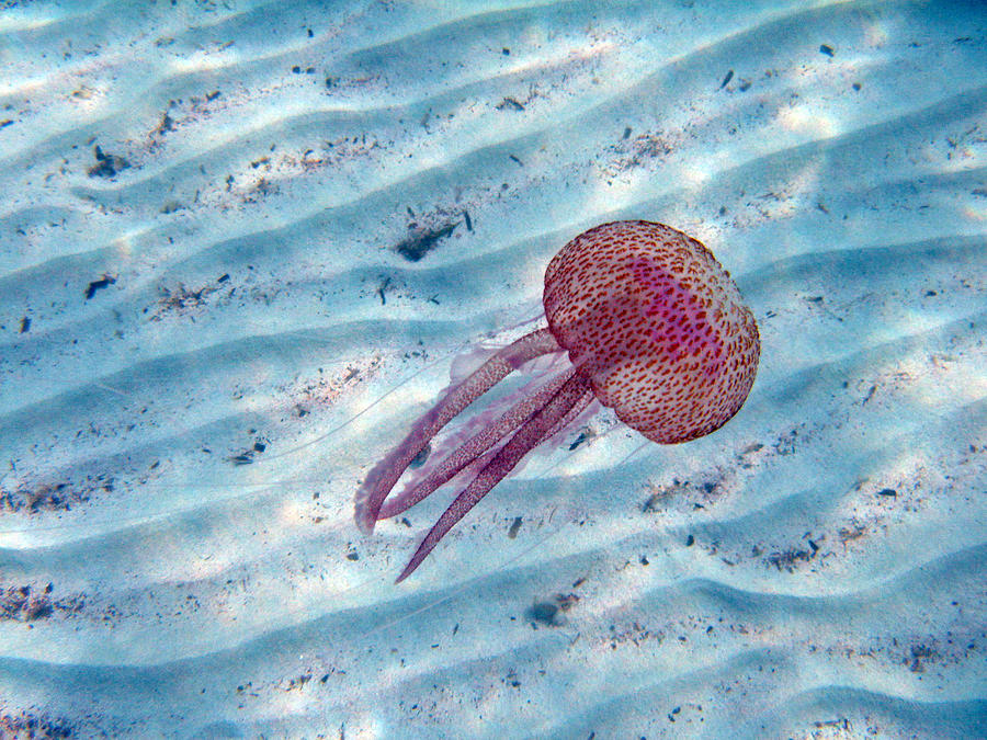 Jellyfish - Pink Peril Photograph by Rod Johnson