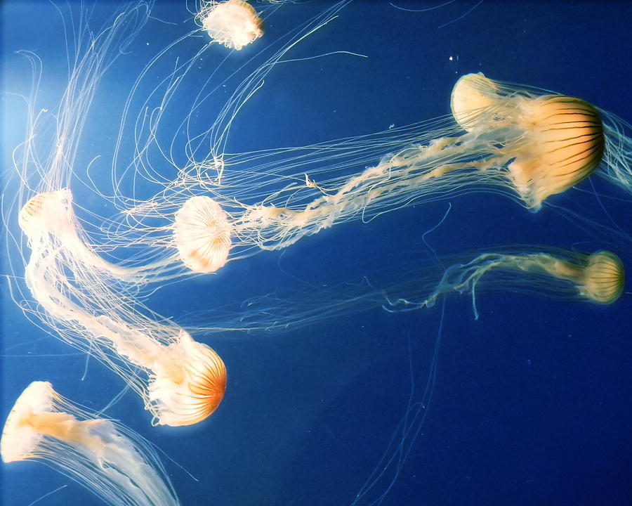 Fish Photograph - Jellyfish 2 by Cat Rondeau
