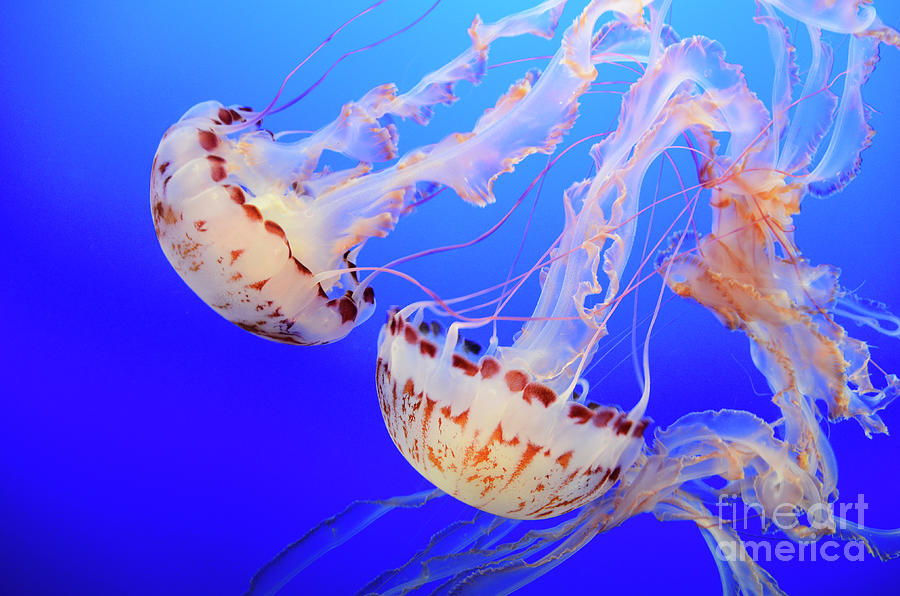 Jellyfish 3 Photograph by Bob Christopher