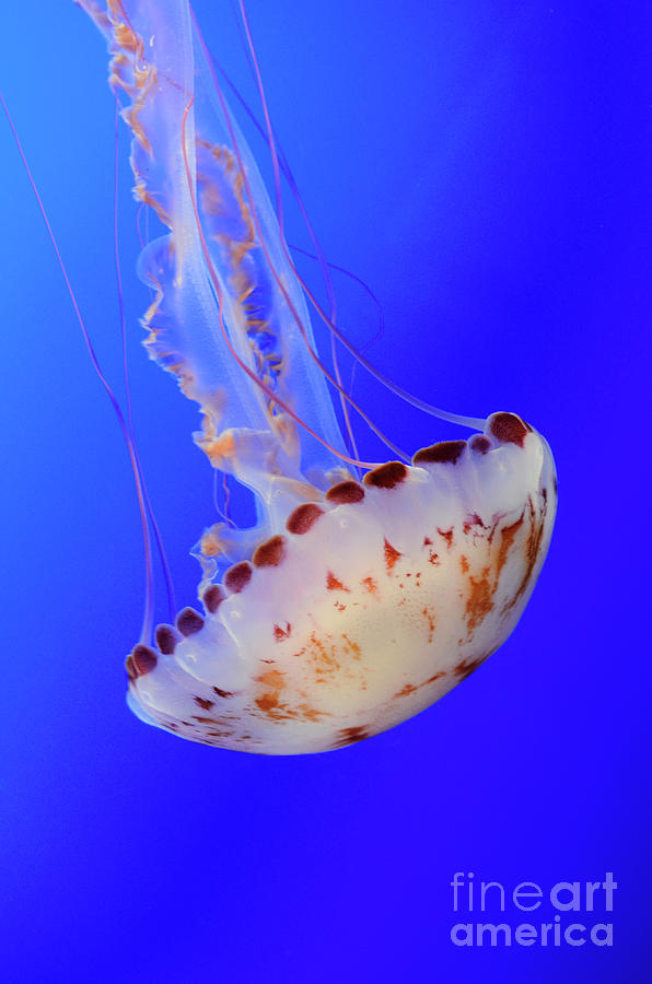 Jellyfish 4 Photograph by Bob Christopher