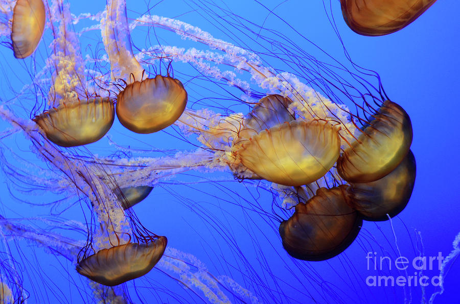 Jellyfish 6 Photograph by Bob Christopher