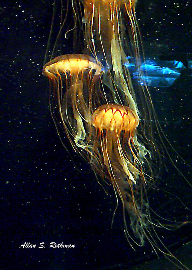 Jellyfish Photograph by Allan Rothman