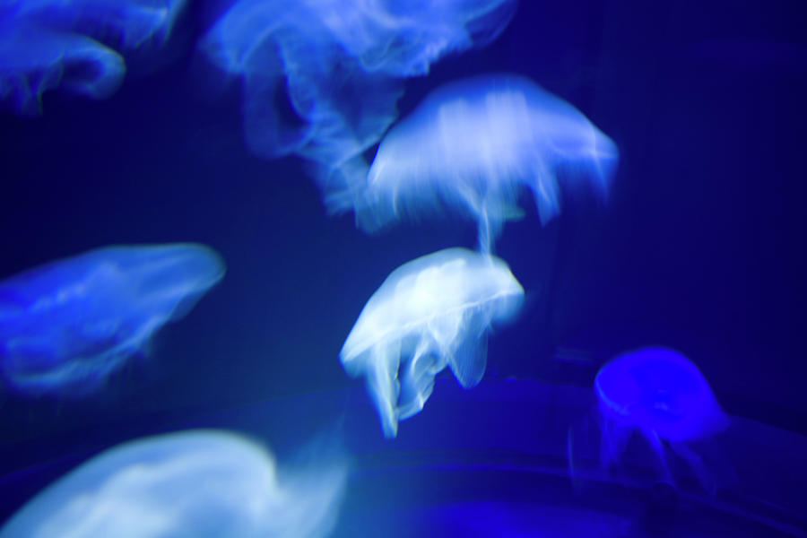 Fish Photograph - Jellyfish by Ashlee Meyer