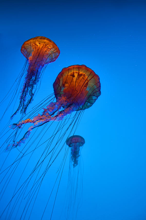 Jellyfish Bold Photograph by Gregory Scott