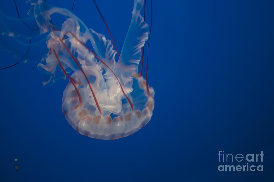 Jellyfish Digital Art by Carol Ailles