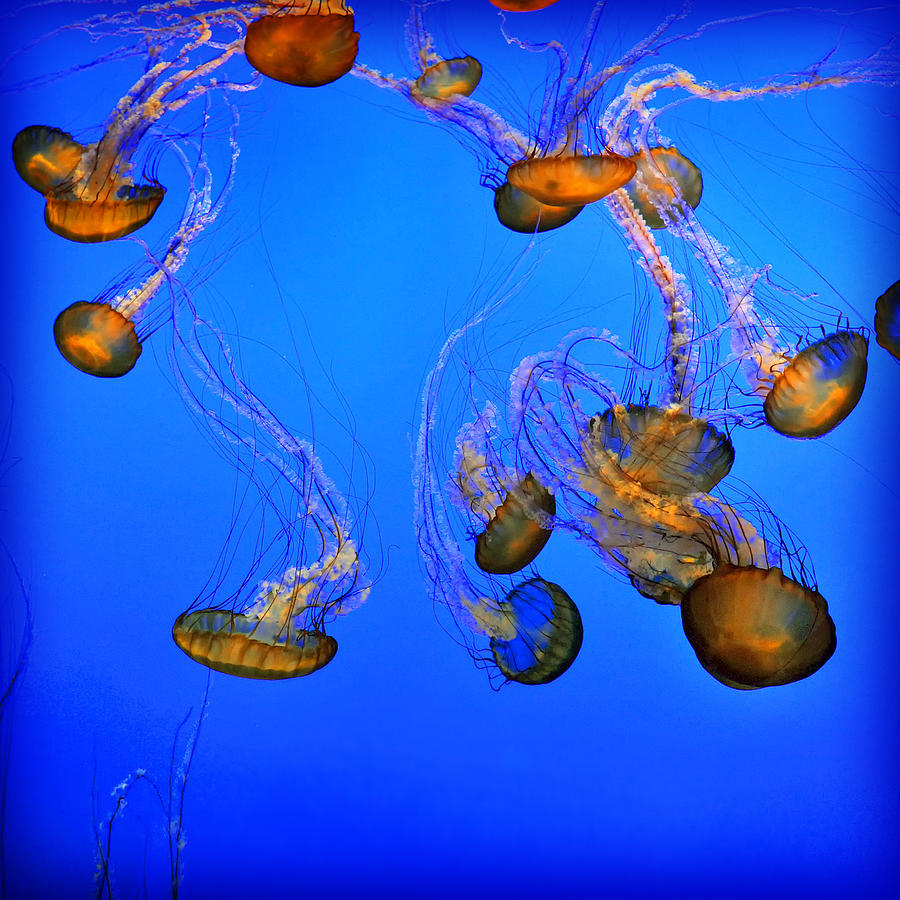Jellyfish Cube Photograph by Linda Olsen
