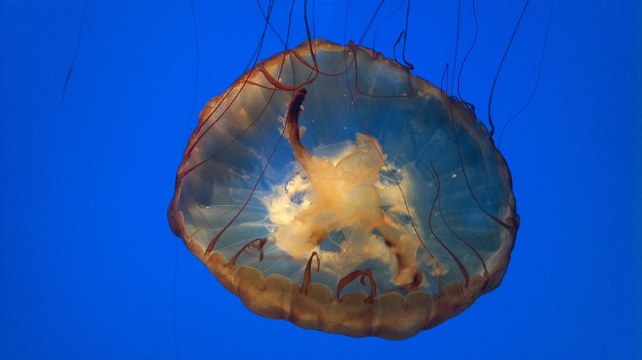Nature Photograph - Jellyfish Dance by Kristina Martin
