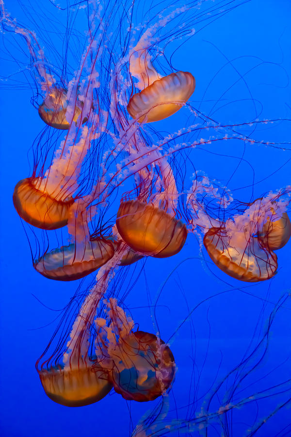 Jellyfish Dance Photograph by Roger Mullenhour