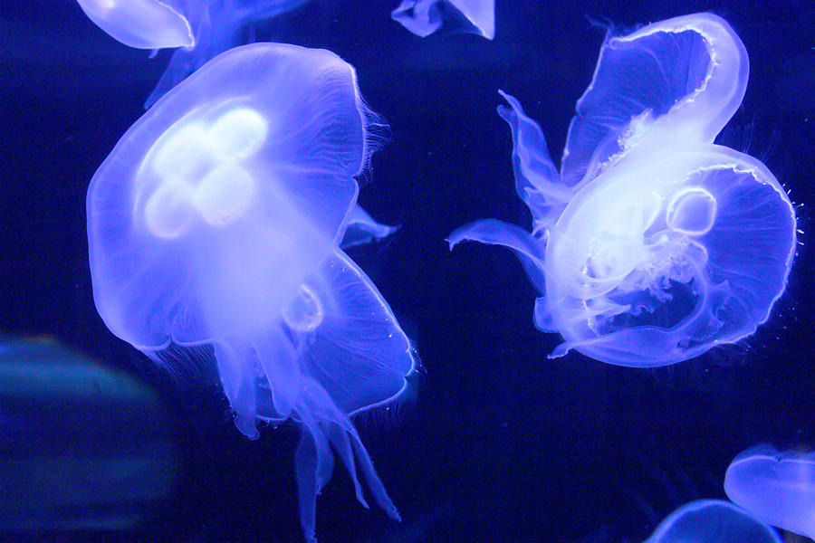 Jellyfish Photograph by David Foster