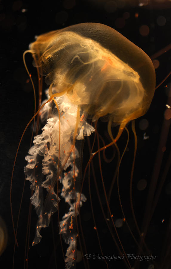 Jellyfish Photograph by Dorothy Cunningham