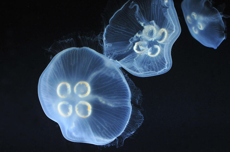 Jellyfish Photograph - Jellyfish by Dragan Kudjerski