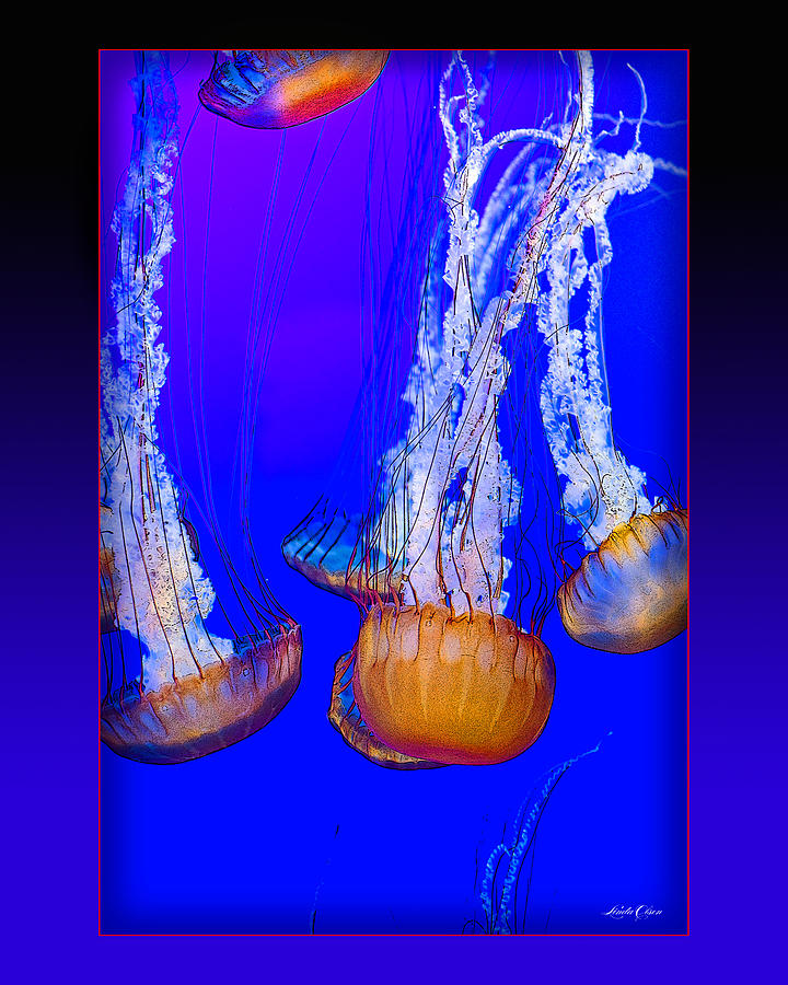 Jellyfish Floating Down Photograph by Linda Olsen