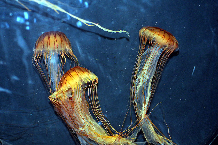 Jellyfish Free Flight Photograph by Allan Rothman