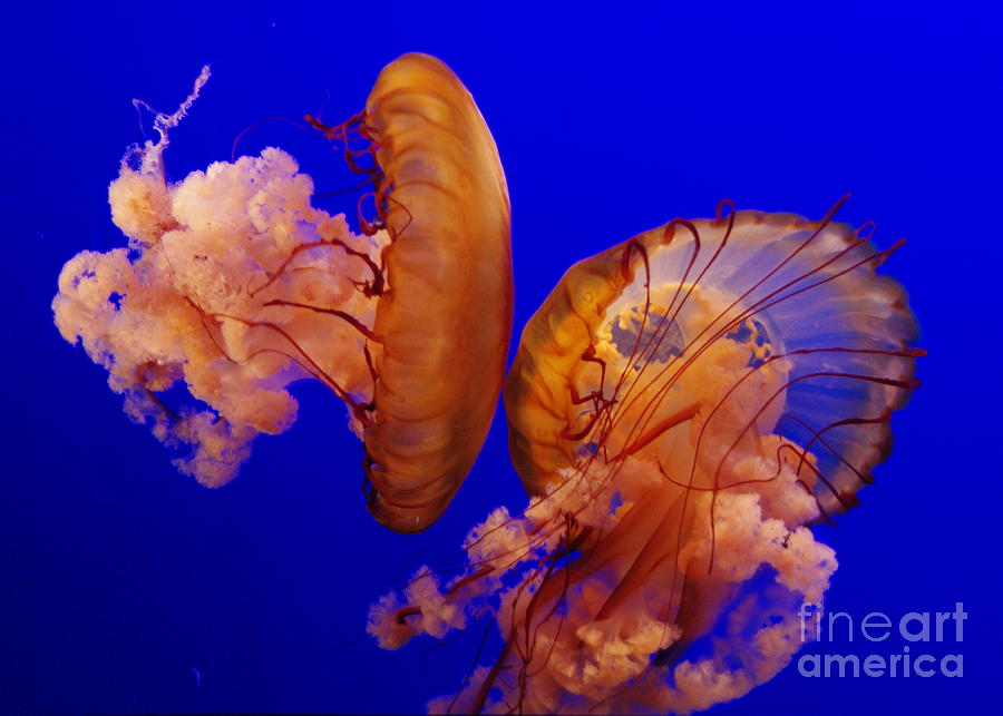 Jellyfish Photograph - Jellyfish Friends by Gwendolyne Allen