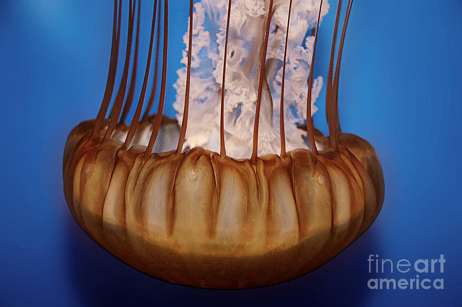 Peach Photograph - Jellyfish by HD Connelly