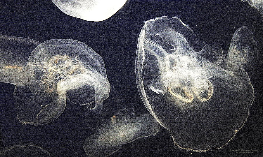 Umbrella Photograph - Jellyfish in White by Randall Stone