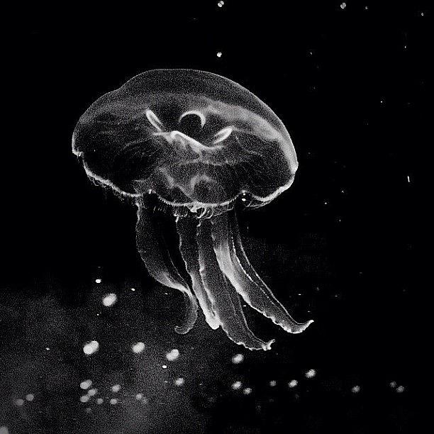 Jellyfish Photograph - #jellyfish #jellyfishart by Kevin Hart