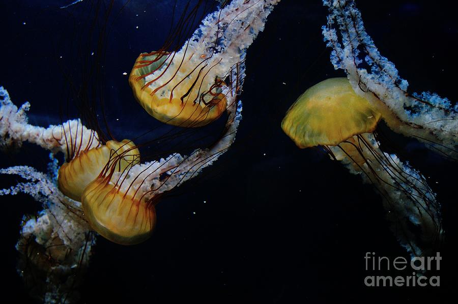 Jellyfish Photograph by Joe Ng