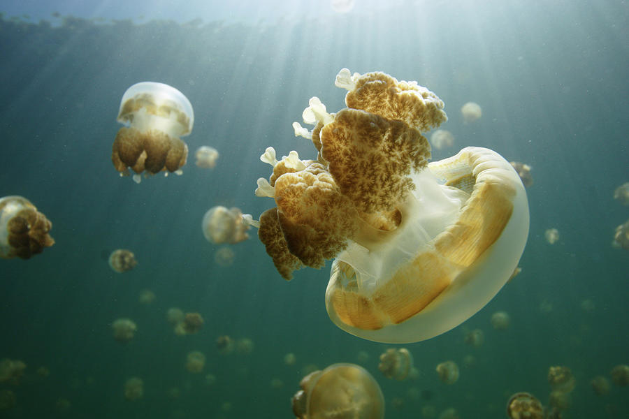 Jellyfish Mastigias Sp Group Swimming Photograph by Hiroya Minakuchi