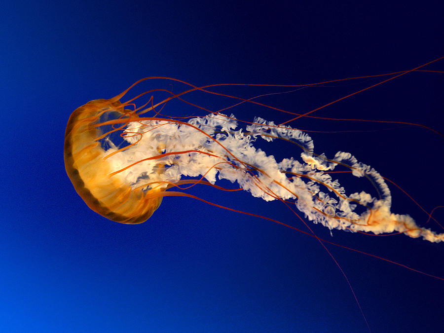 Jellyfish midair Photograph by Shawn Hughes