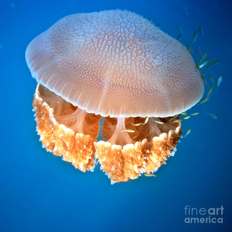 Fish Photograph - Jellyfish by MotHaiBaPhoto Prints