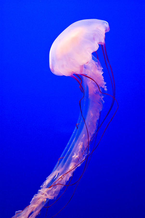 Jellyfish Photograph by Shane Kelly