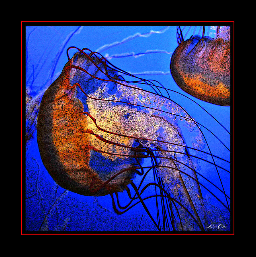 Jellyfish Squared Photograph by Linda Olsen