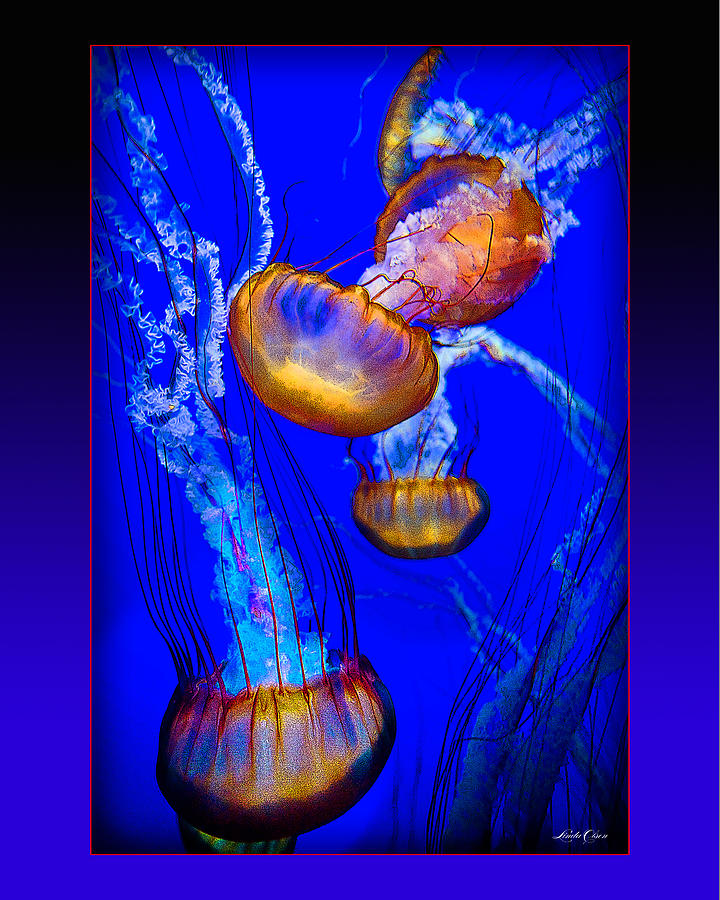 Jellyfish Swimming Photograph by Linda Olsen