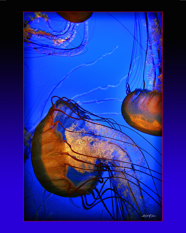 Jellyfish swimming sideways Photograph by Linda Olsen