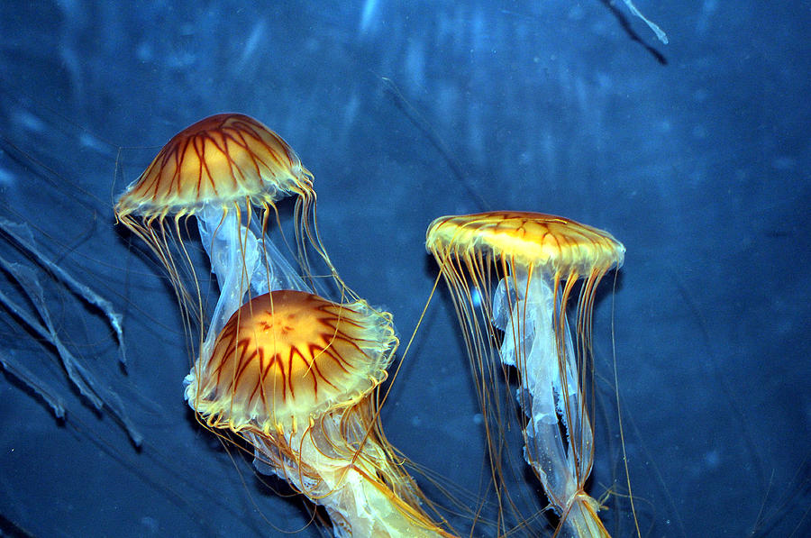 Jellyfish Trio Photograph by Allan Rothman